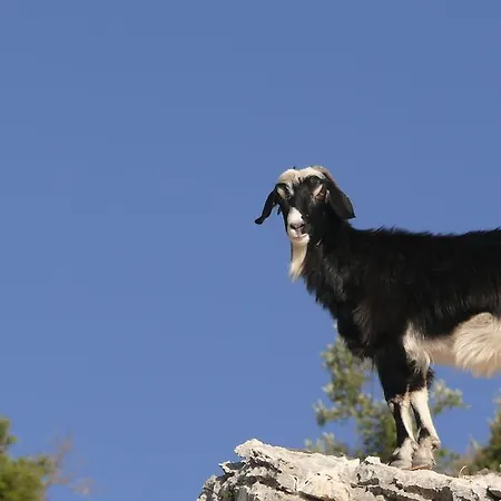 Jaktstuga Kabak Avalon