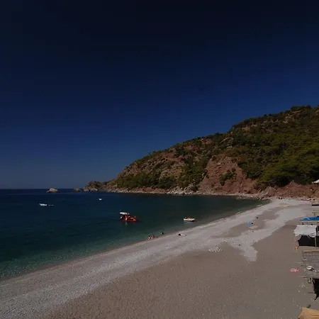 Kabak Avalon * Фаралия
