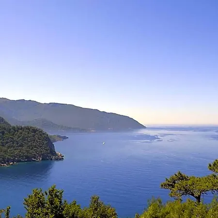 Kabak Avalon *