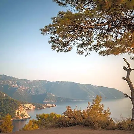 Kabak Avalon Faralya